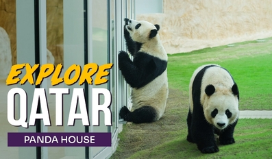  A day at the biggest man made panda habitat in the world. Panda House, Qatar. 